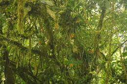 Image of Guzmania sprucei (André) L. B. Sm.