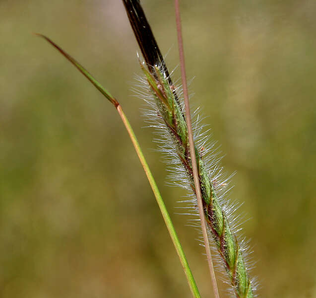 Слика од Heteropogon