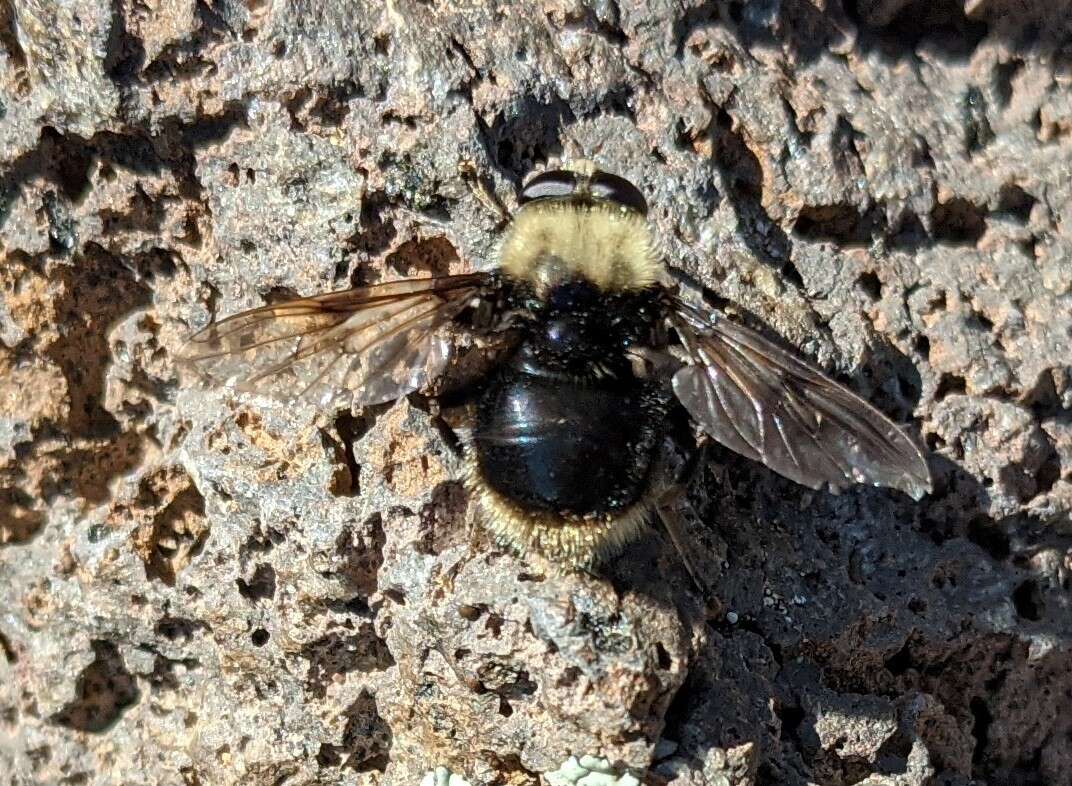 صورة Sericomyia harveyi (Osburn 1908)