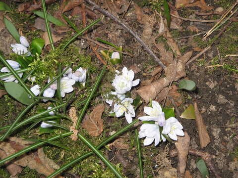 Image of Scilla mischtschenkoana Grossh.