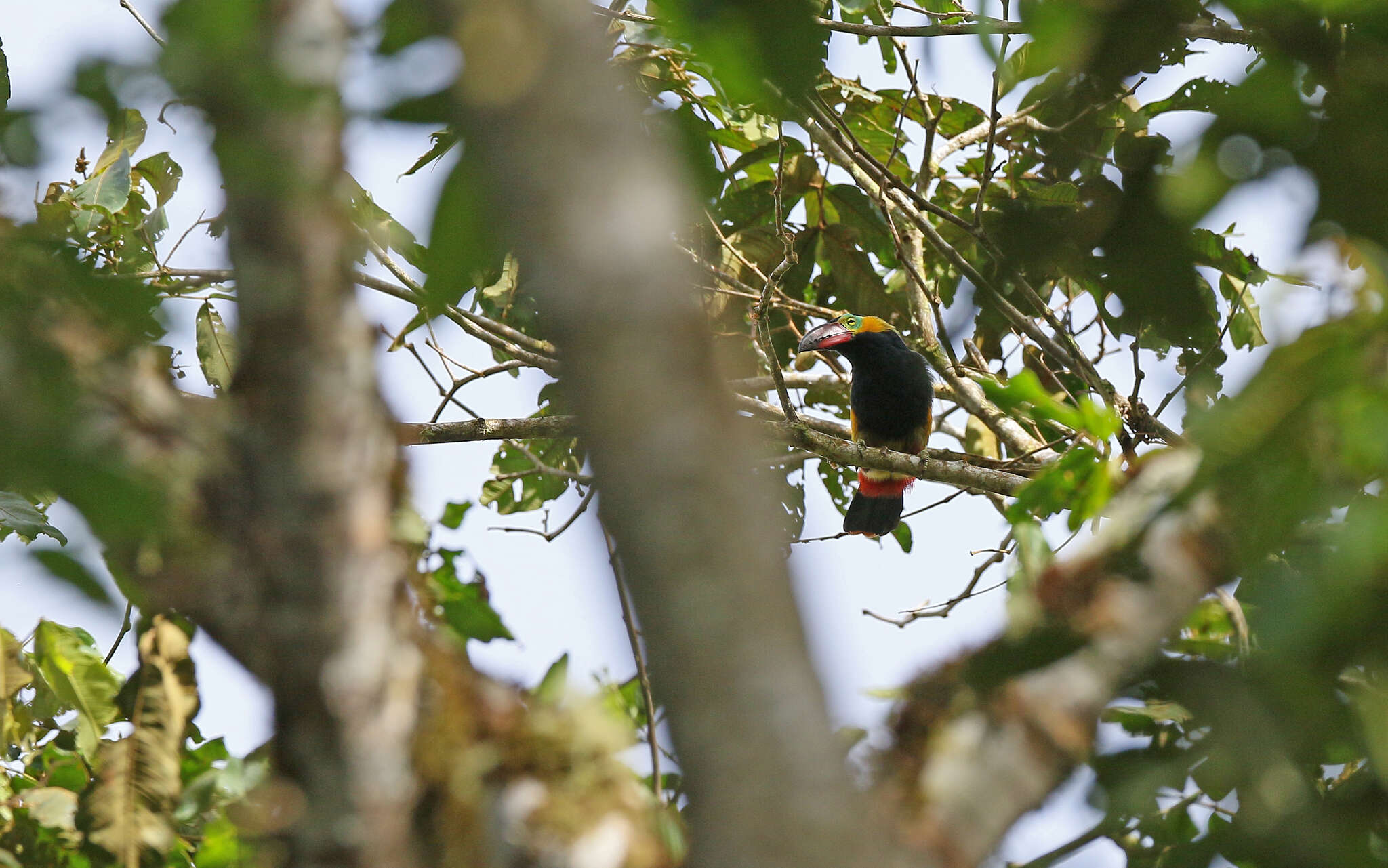 Image of Golden-collared Toucanet