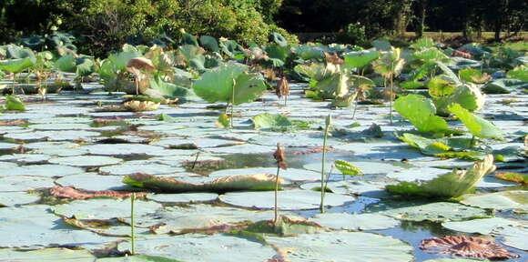 Image of American lotus