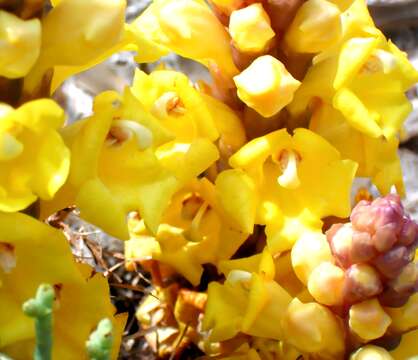 Image of Desert hyacinth