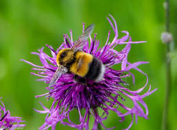 Image of Bombus sporadicus Nylander 1848