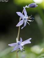 Image of Scilla cilicica Siehe