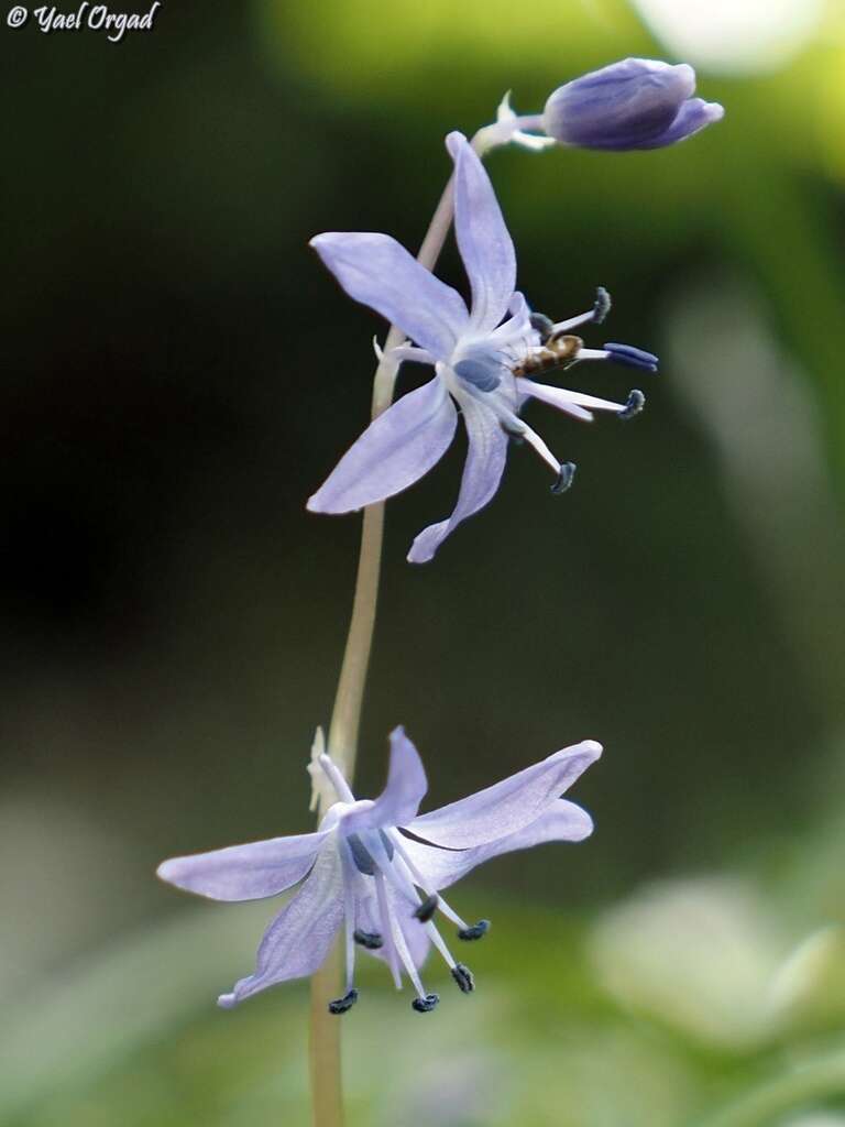 Scilla cilicica Siehe resmi