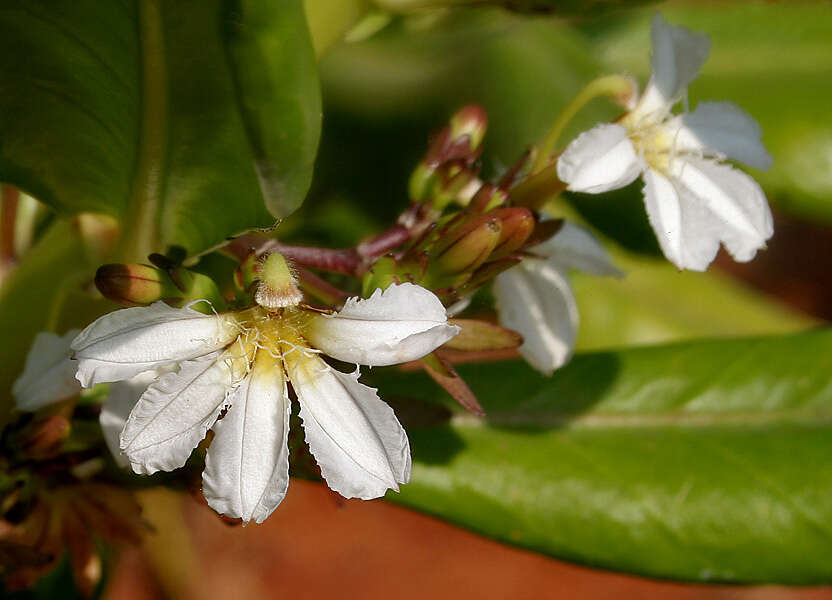 Image of Half-Flower