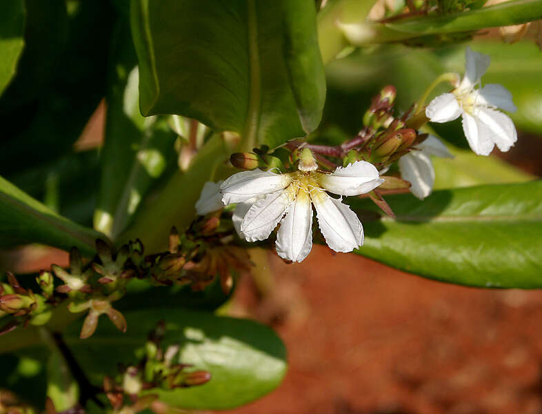 Image of Half-Flower