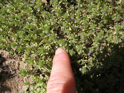 Image of thymeleaf mesamint