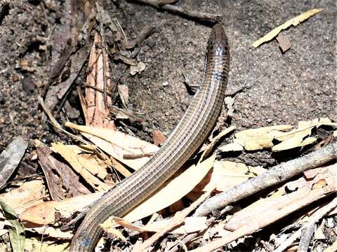 Image de Tetradactylus tetradactylus (Daudin 1802)