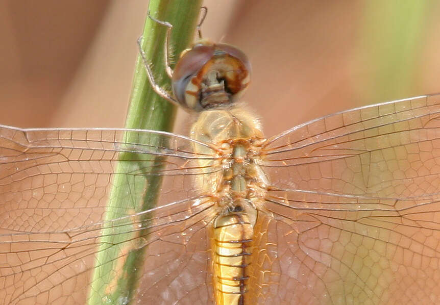 Image of Rainpool Gliders