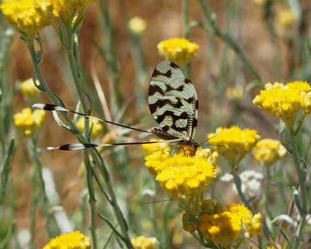 Nemoptera sinuata Olivier 1811的圖片