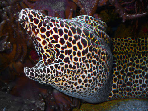 Image of honeycomb moray