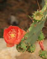 Imagem de Opuntia tuna (L.) Mill.