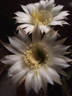 Image of Echinopsis oxygona