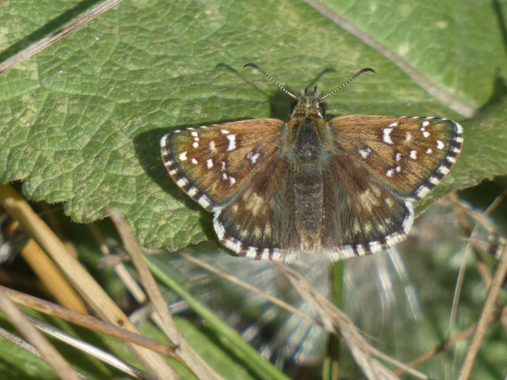 Image of oberthürs grizzled skipper