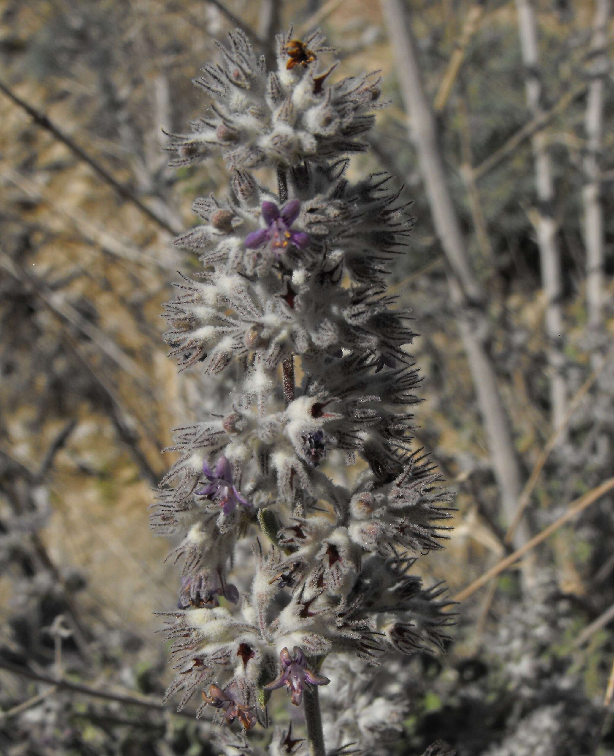 Image of desert lavender