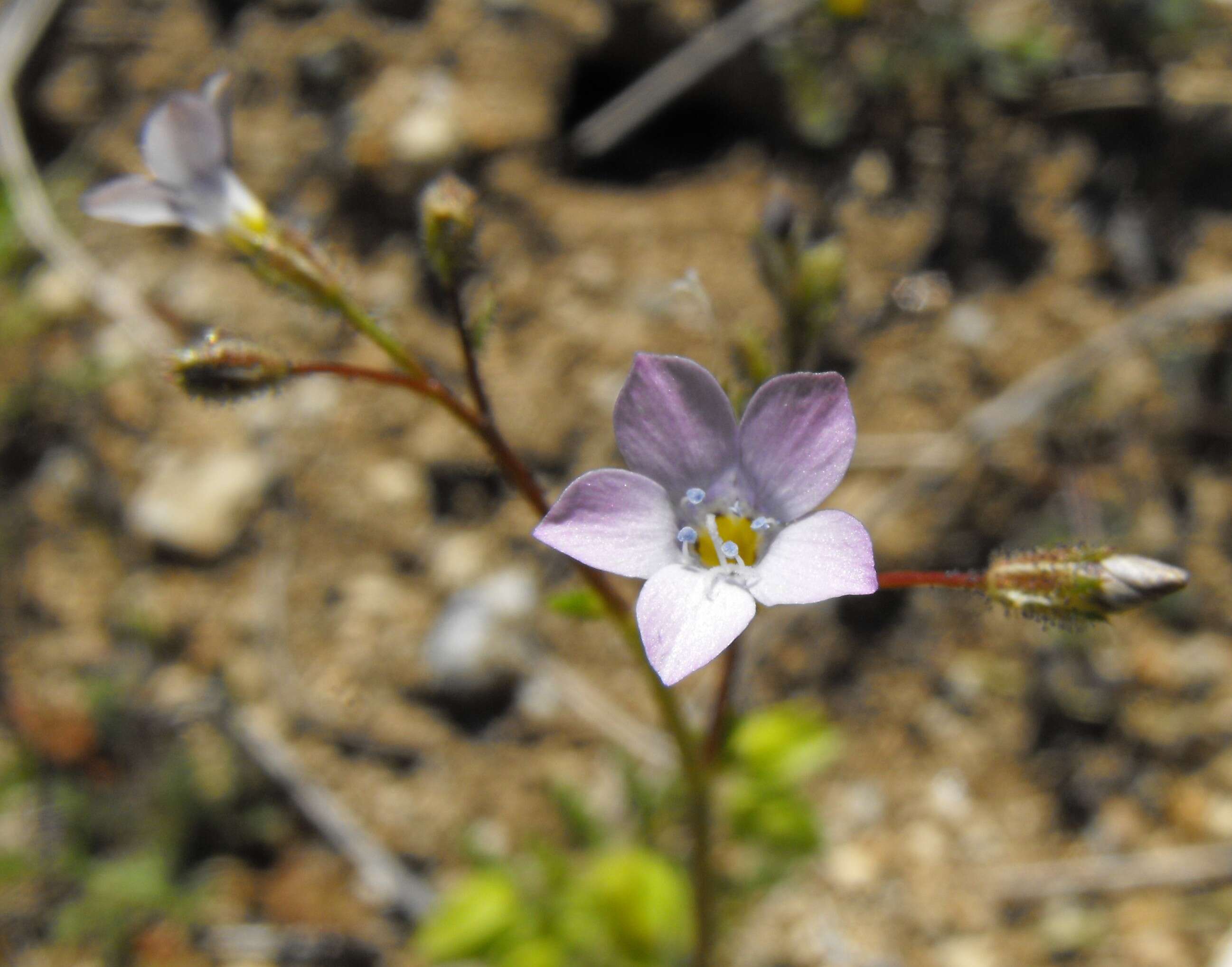 Image of star gilia