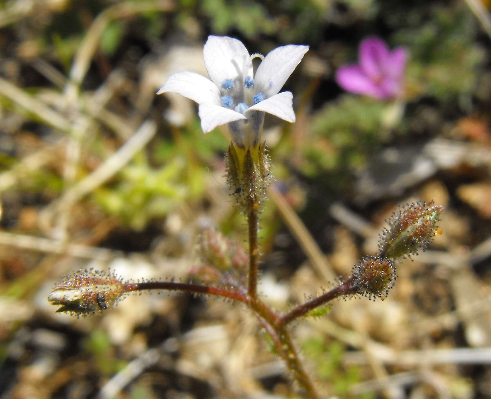 Image of star gilia