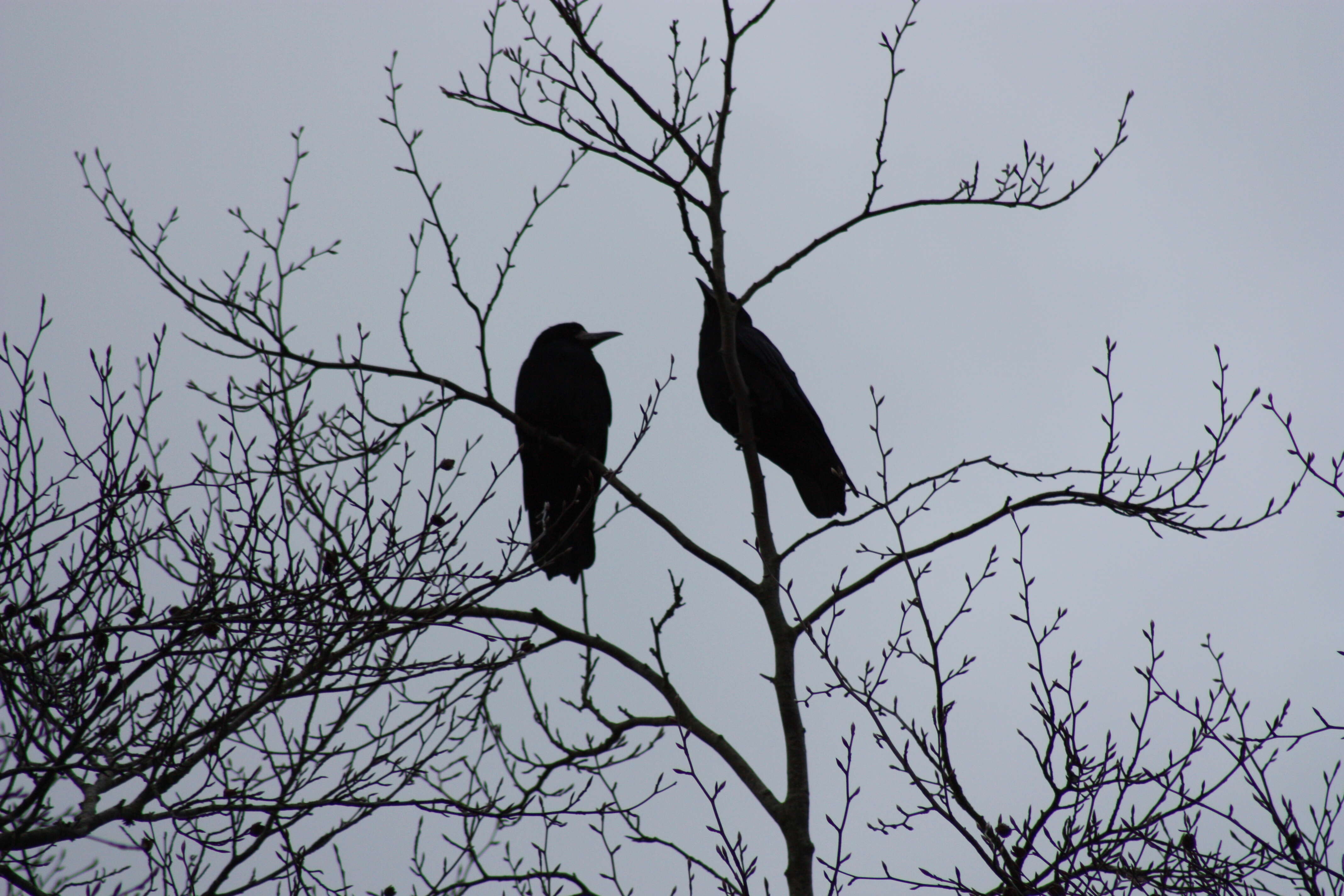 Imagem de Corvus frugilegus Linnaeus 1758