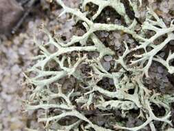 Imagem de Cladonia labradorica Ahti & Brodo