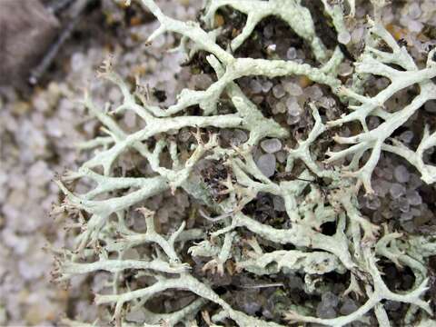 Image of Labrador cup lichen