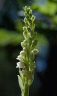 Image of Dwarf rattlesnake plantain (America)