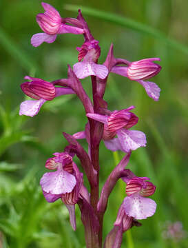 Image of <i>Anacamptis</i> × <i>gennarii</i>