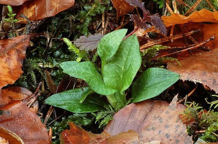 Image of Dwarf rattlesnake plantain (America)