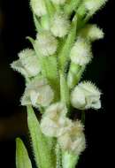 Image of Dwarf rattlesnake plantain (America)