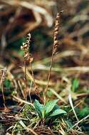 Image of Dwarf rattlesnake plantain (America)