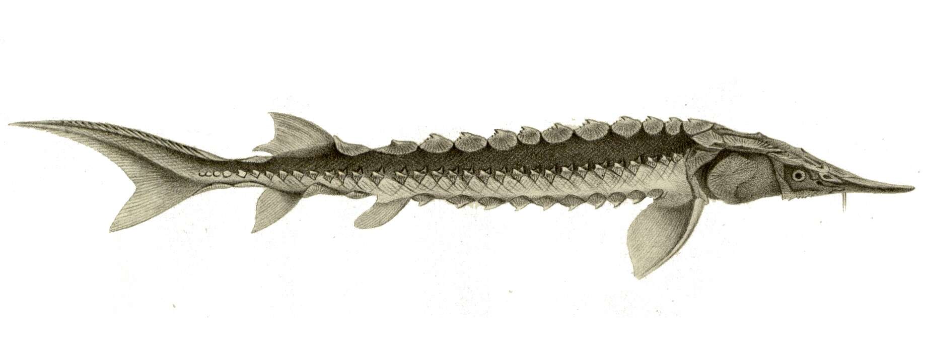 Imagem de Acipenser dabryanus Duméril 1869