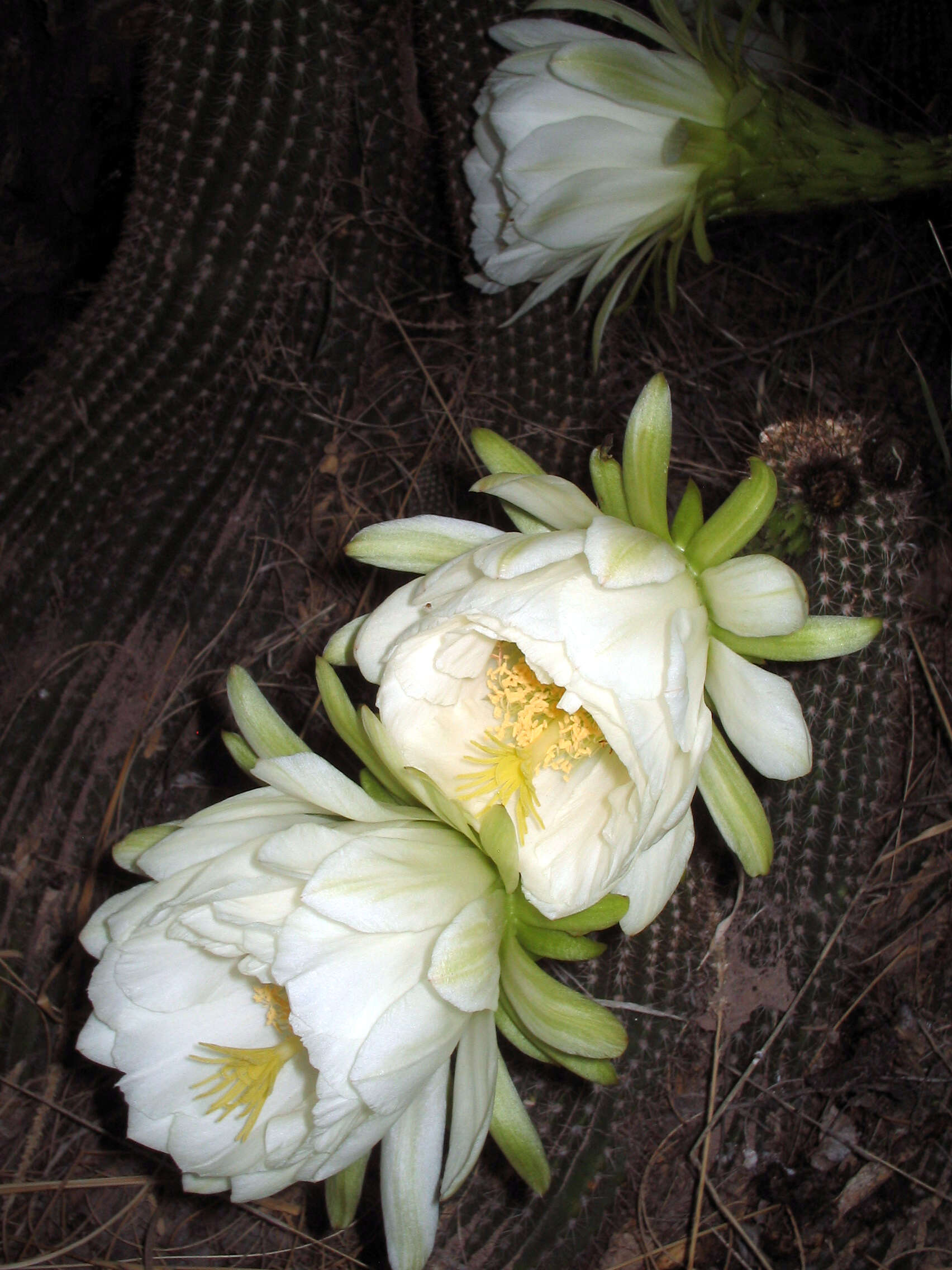 Image de Echinopsis