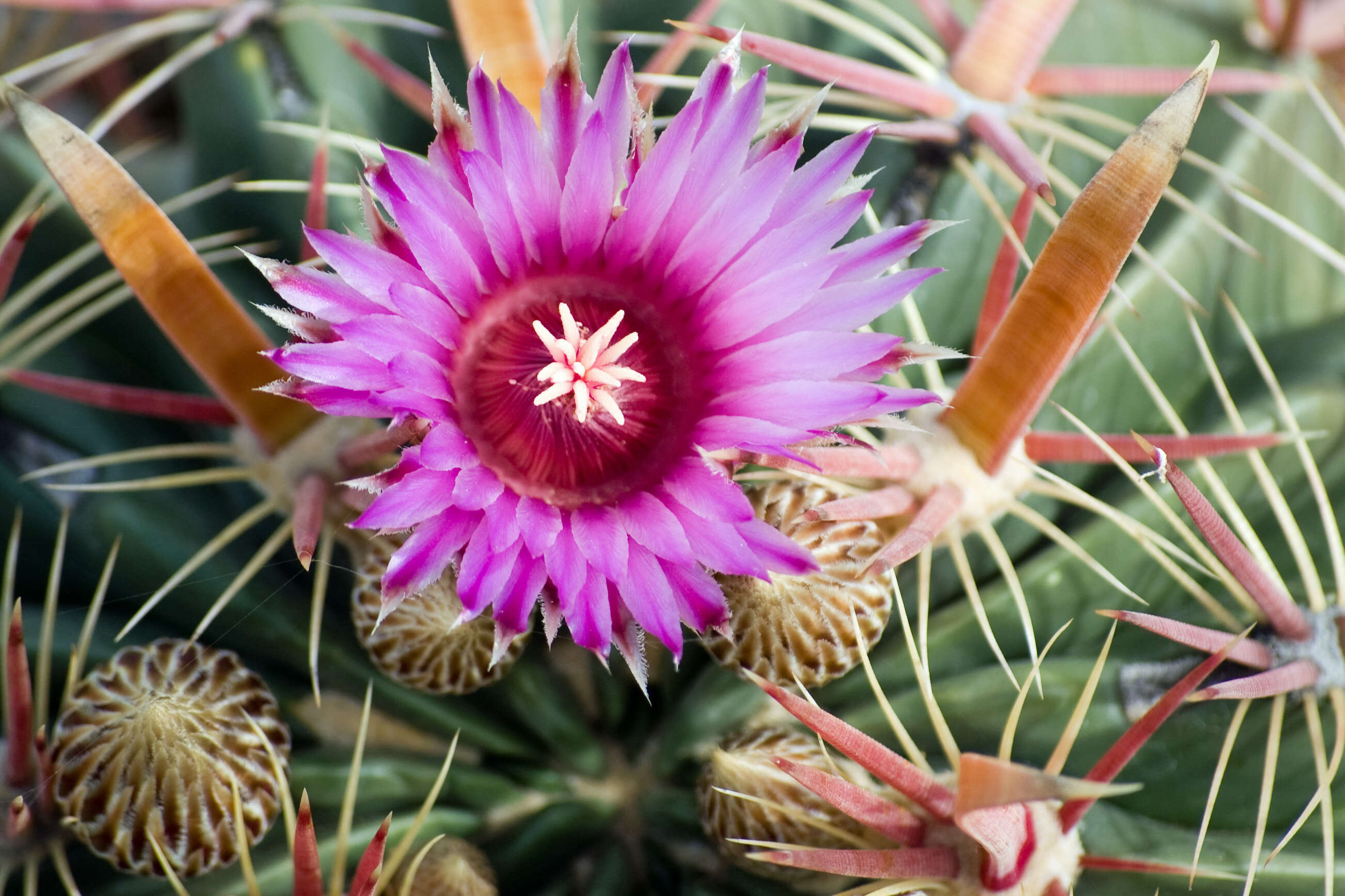 Image of Ferocactus latispinus (Haw.) Britton & Rose