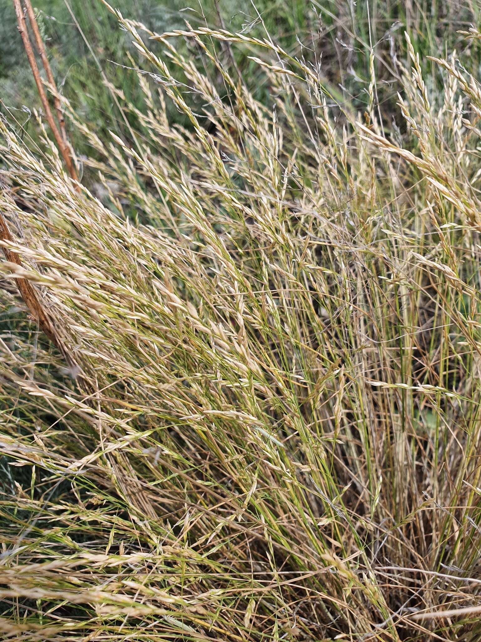 Image of Volga fescue