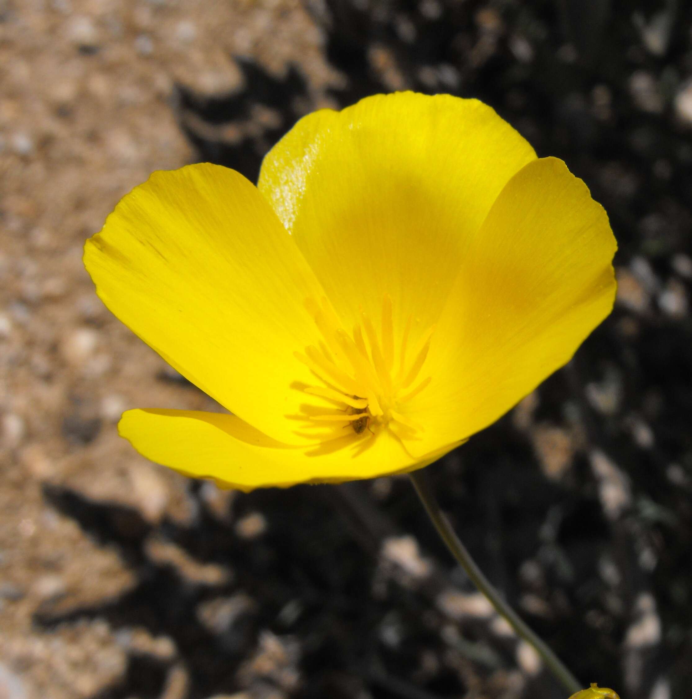 Image of Parish's poppy