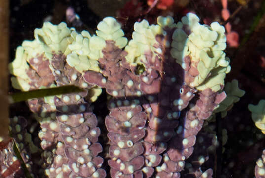 Image of Bossiella californica