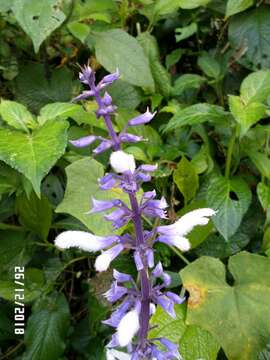 Imagem de Salvia divinorum Epling & Játiva