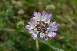 Image of Lomelosia songarica (Schrenk ex Fischer & Meyer) J. Soják