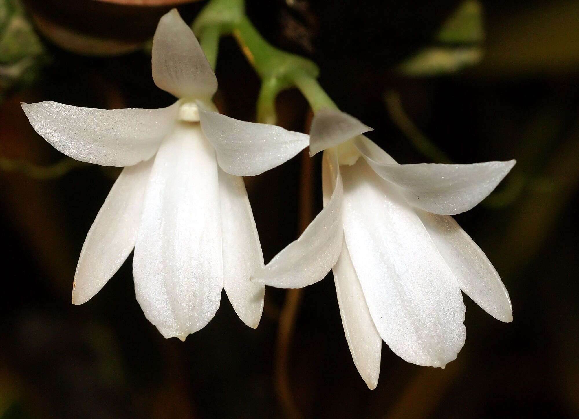 Image of The Magnificent Aerangis