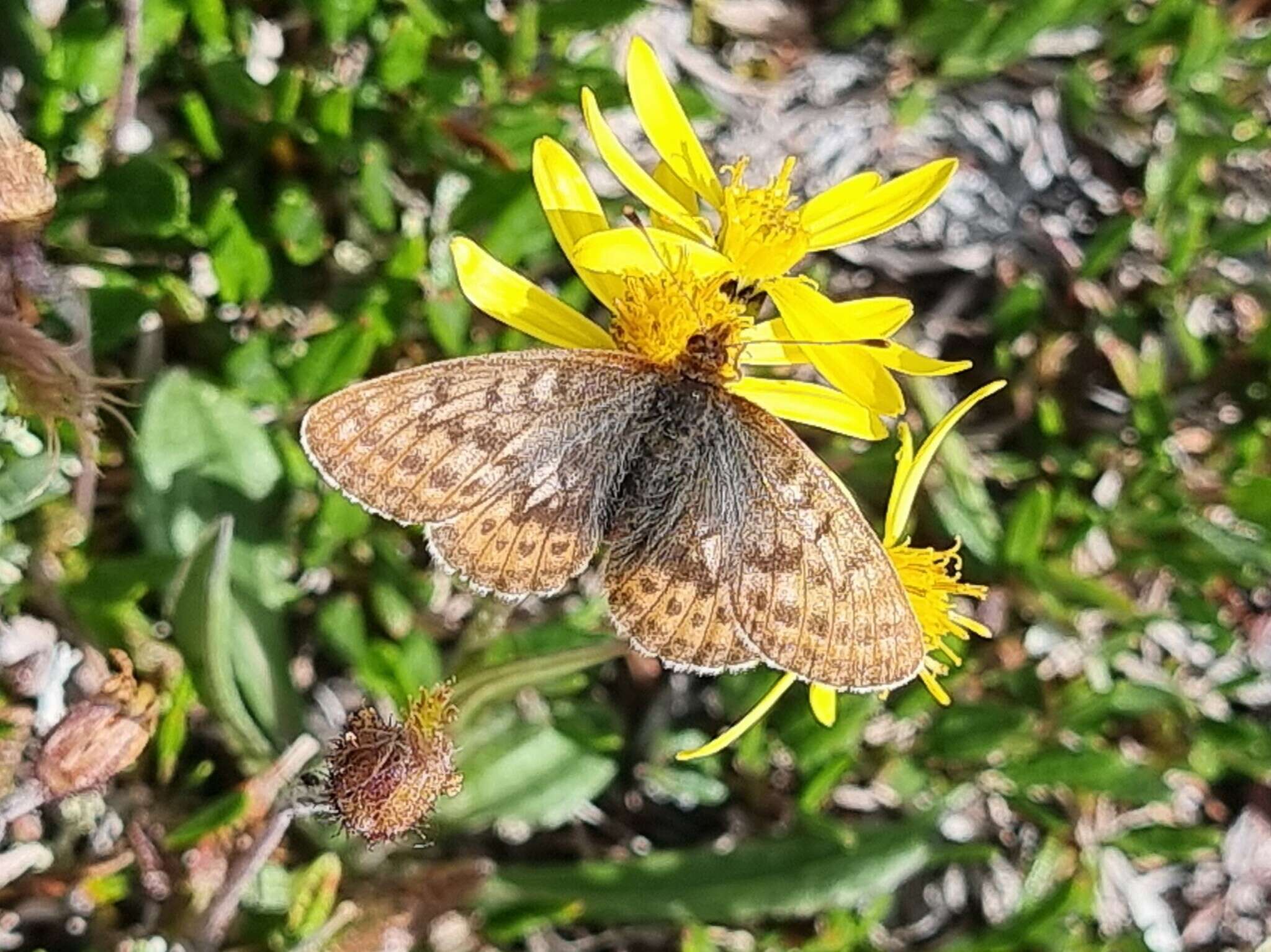 Image of Dingy Fritillary