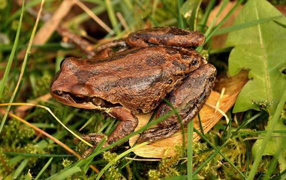 Image of Northern Pacific Treefrog