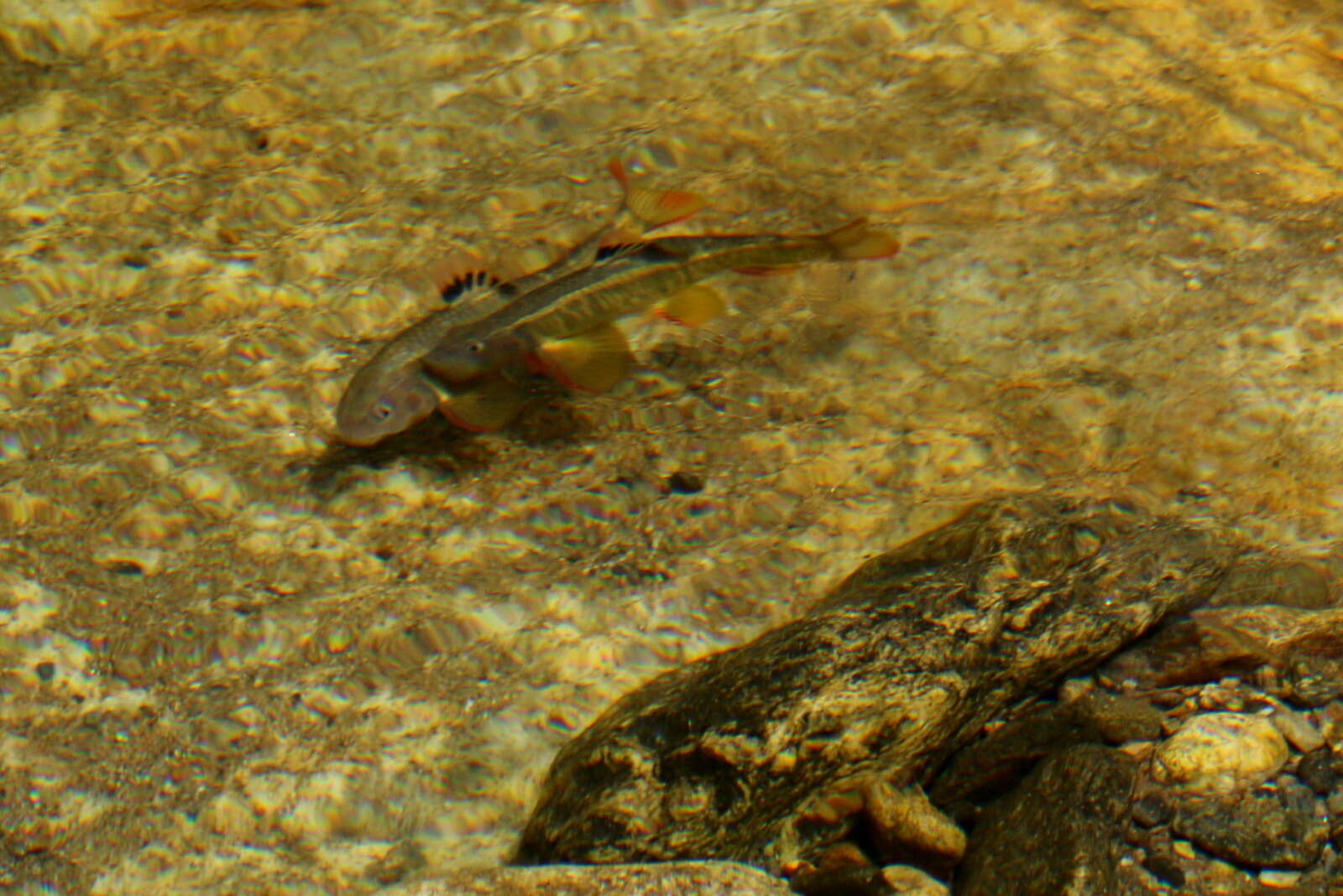 Image of Sarcocheilichthys variegatus wakiyae Mori 1927