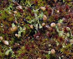 صورة Cladonia peziziformis (With.) J. R. Laundon