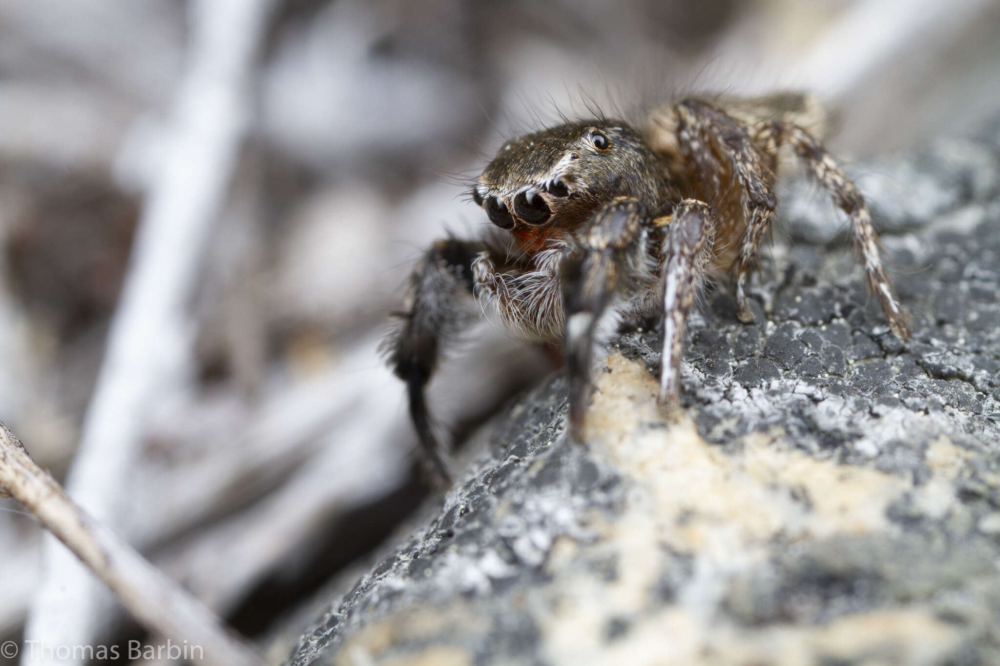 Image of Habronattus hirsutus (Peckham & Peckham 1888)