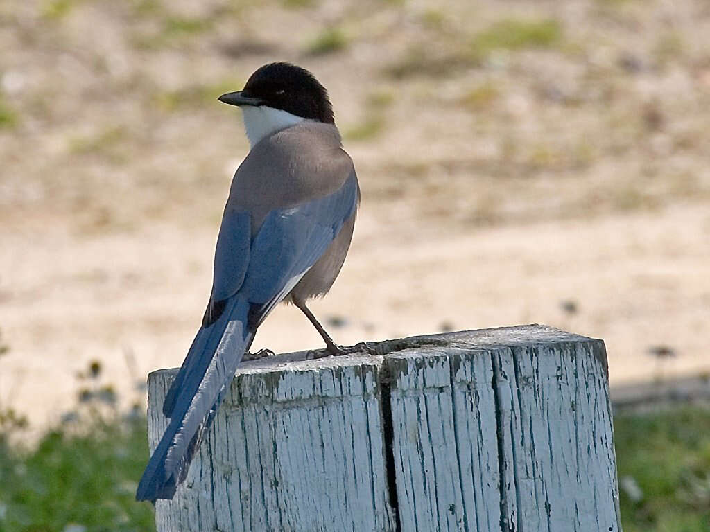 Image of Iberian Magpie