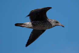 Image of Larus occidentalis wymani Dickey & Van Rossem 1925