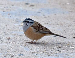 Image of European Rock Bunting