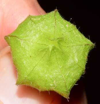 Image of Physalis leptophylla Robinson & Greenm.