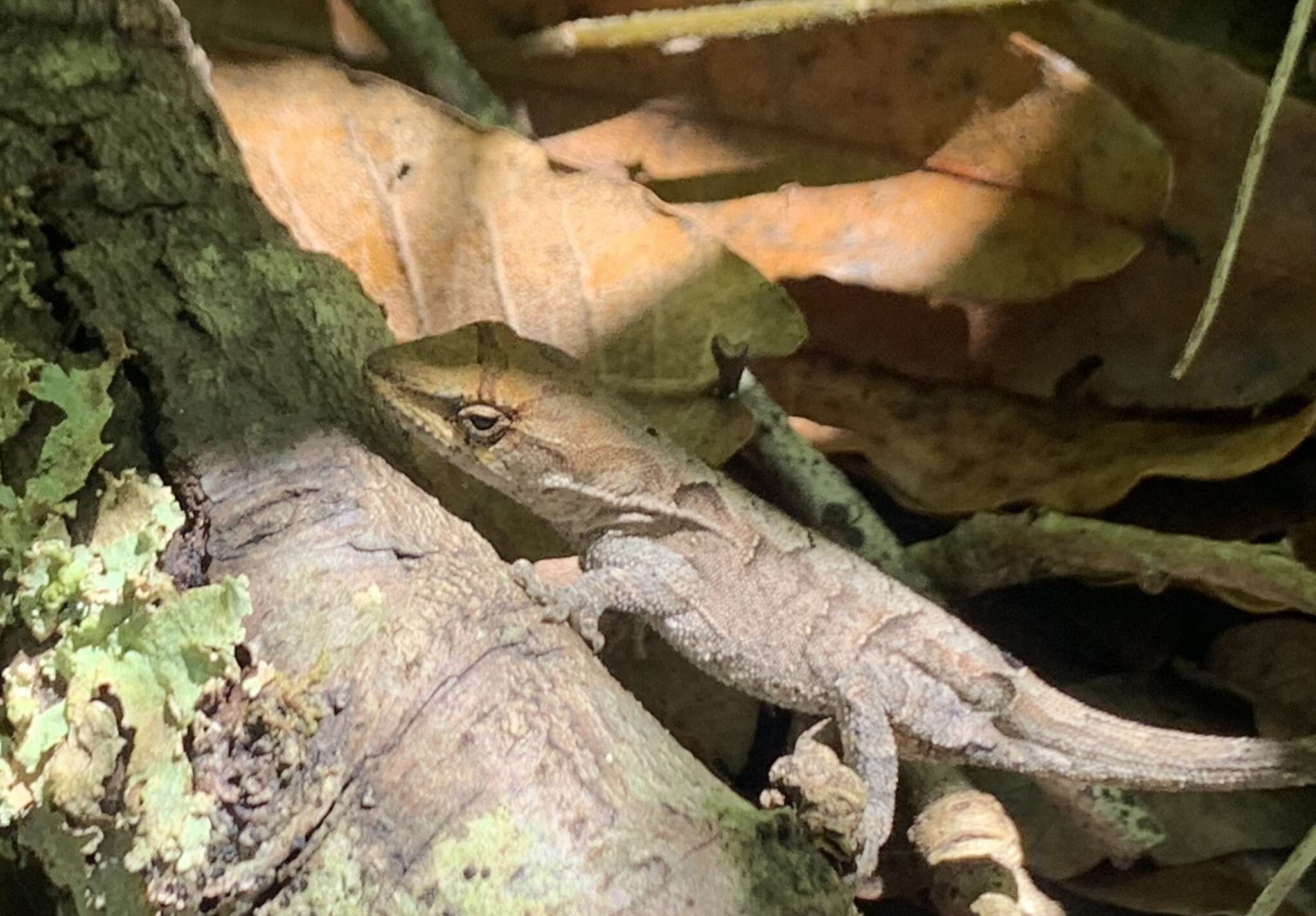 Image of Chiapas Ornate Anole